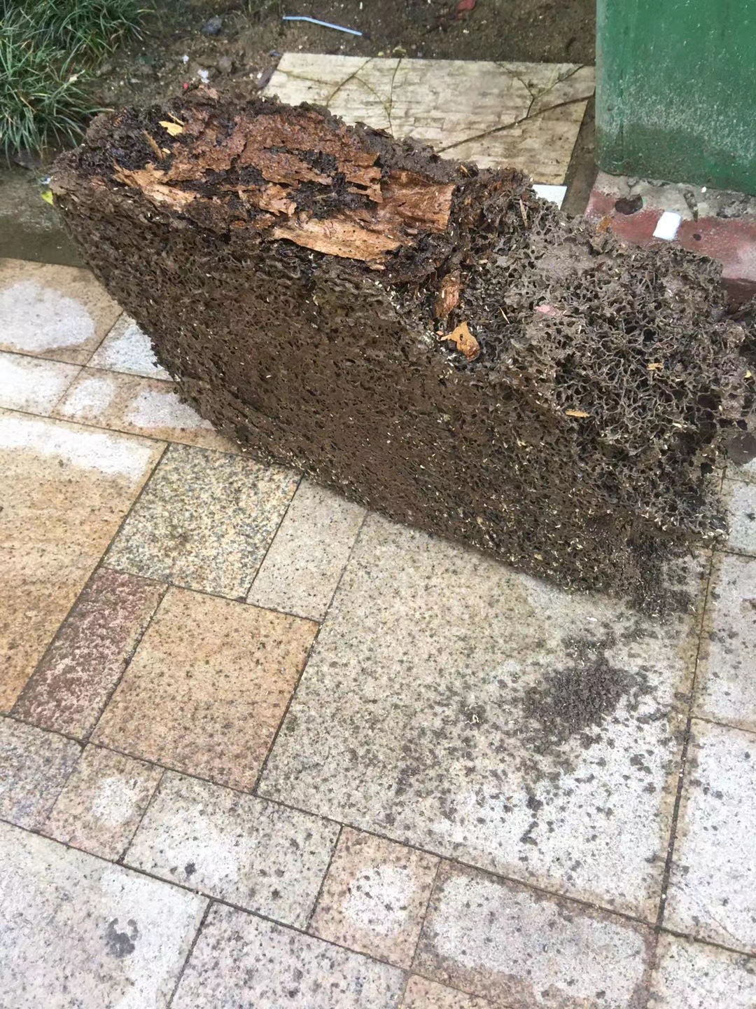 中山市白蟻防治研究所科普宣傳蟲害白蟻防治知識(shí)